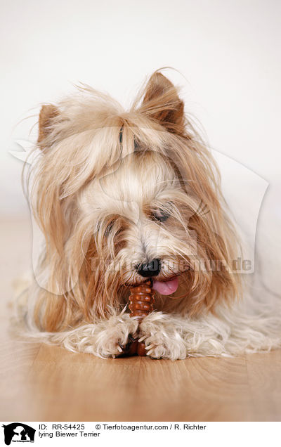 lying Biewer Terrier / RR-54425