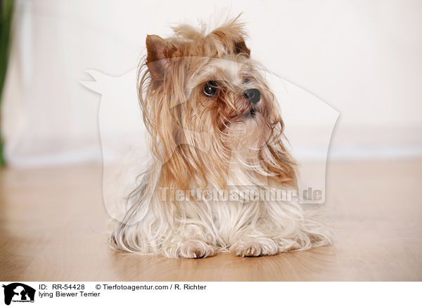 lying Biewer Terrier / RR-54428
