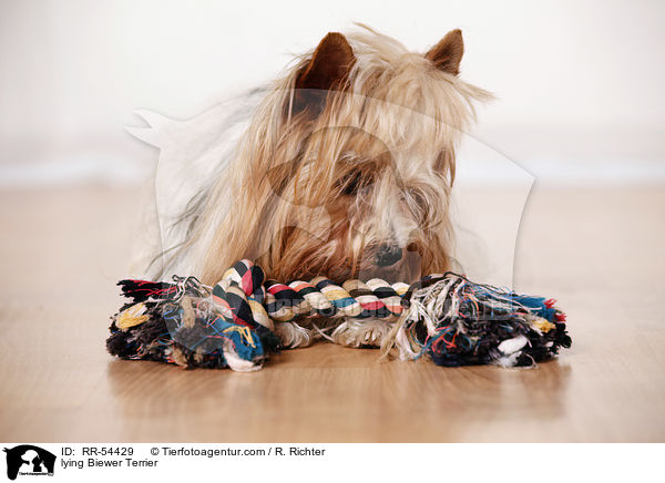 lying Biewer Terrier / RR-54429