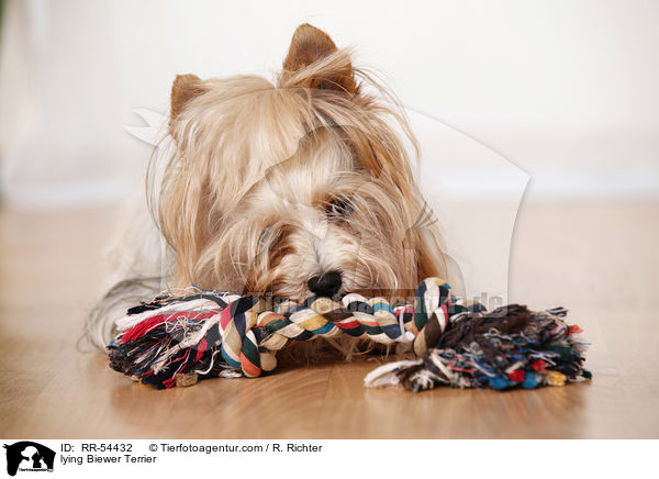 lying Biewer Terrier / RR-54432