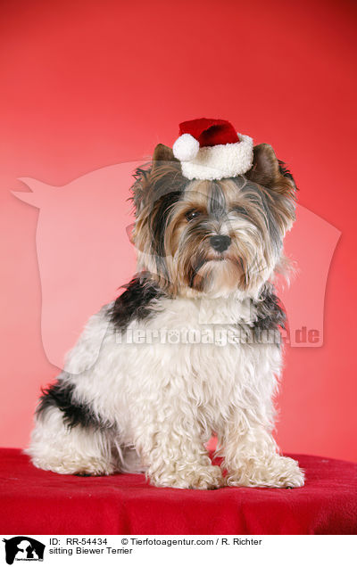 sitzender Biewer Terrier / sitting Biewer Terrier / RR-54434