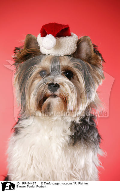 Biewer Terrier Portrait / RR-54437