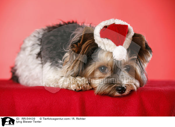 lying Biewer Terrier / RR-54439