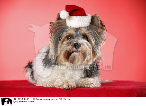 lying Biewer Terrier / RR-54441