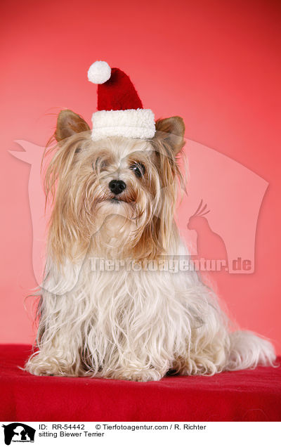 sitzender Biewer Terrier / sitting Biewer Terrier / RR-54442