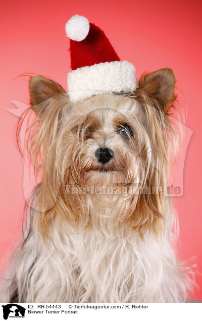 Biewer Terrier Portrait / RR-54443