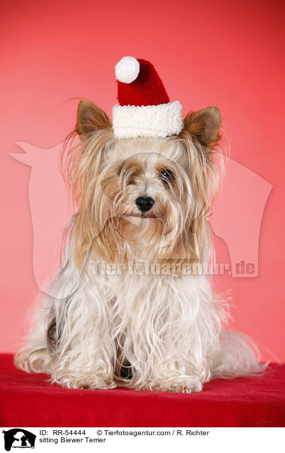 sitting Biewer Terrier / RR-54444