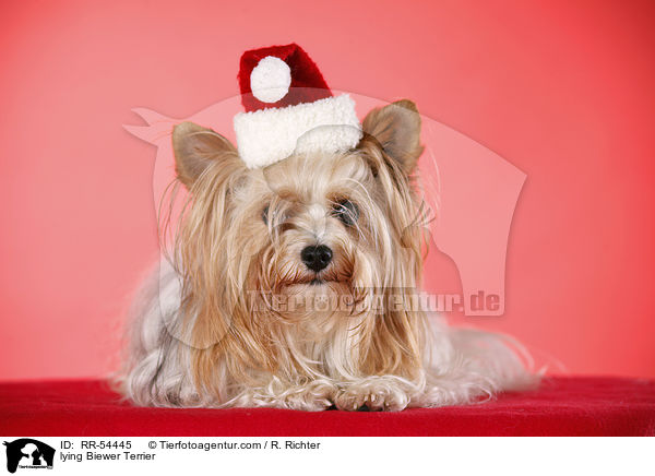 lying Biewer Terrier / RR-54445