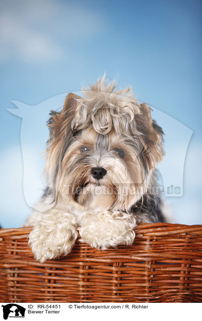 Biewer Terrier / RR-54451