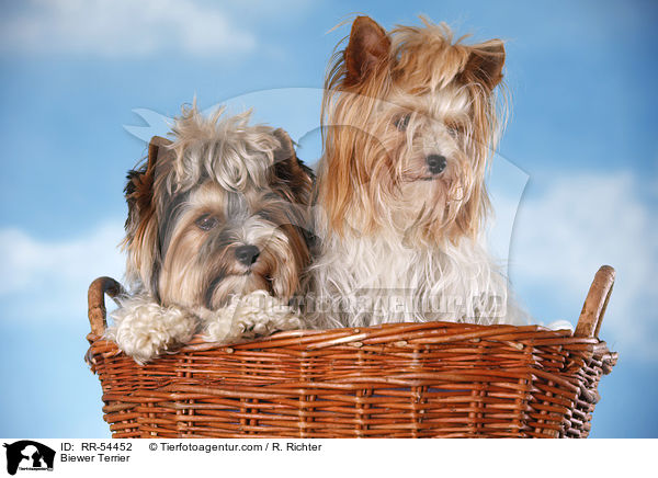 Biewer Terrier / RR-54452