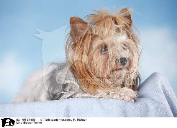lying Biewer Terrier / RR-54455