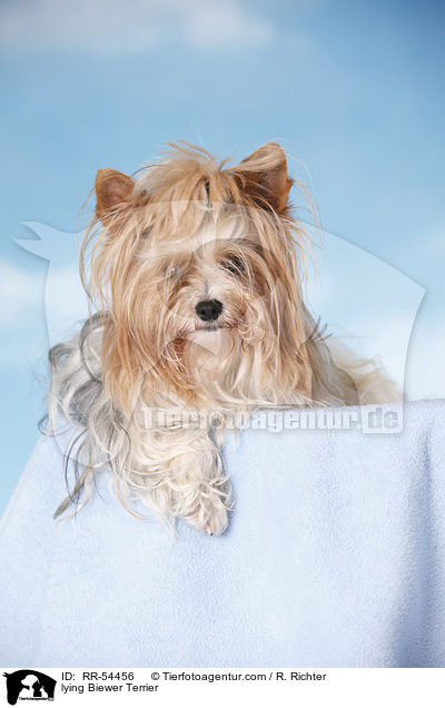 lying Biewer Terrier / RR-54456