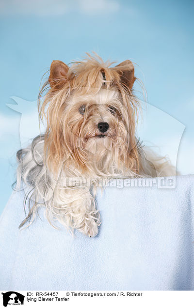 lying Biewer Terrier / RR-54457