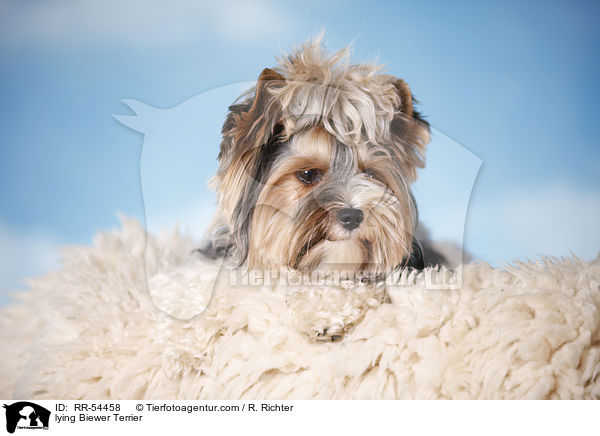 lying Biewer Terrier / RR-54458