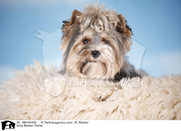 lying Biewer Terrier / RR-54459