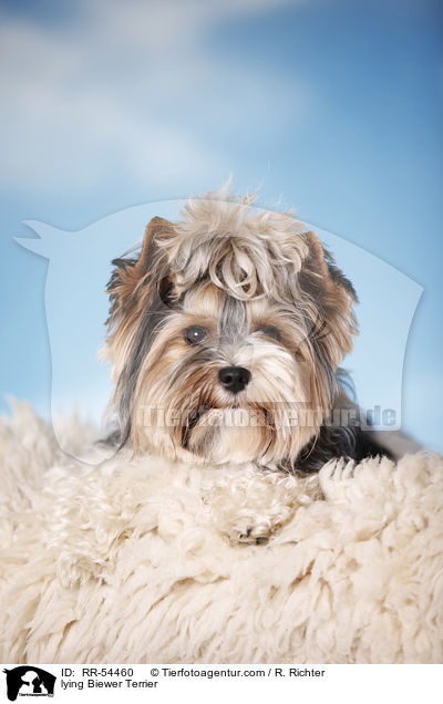 lying Biewer Terrier / RR-54460