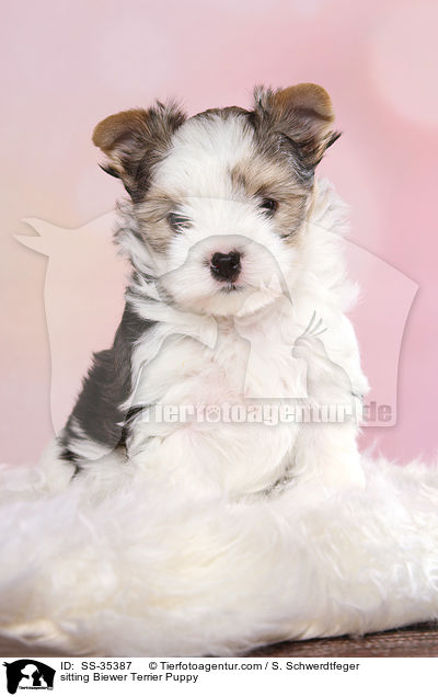 sitting Biewer Terrier Puppy / SS-35387
