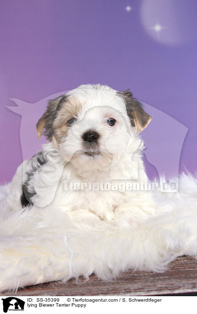 lying Biewer Terrier Puppy / SS-35399