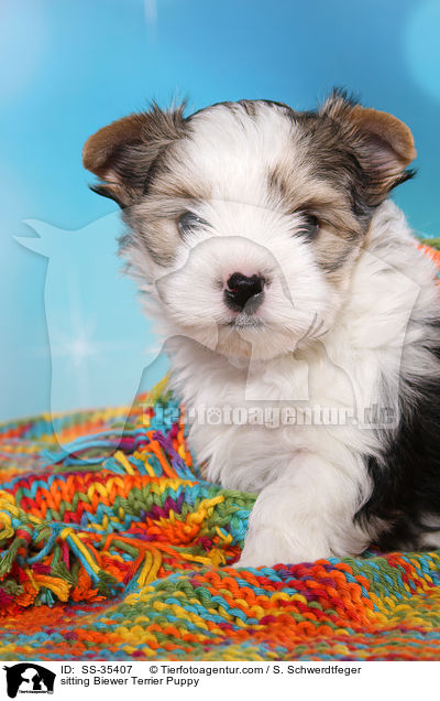 sitting Biewer Terrier Puppy / SS-35407