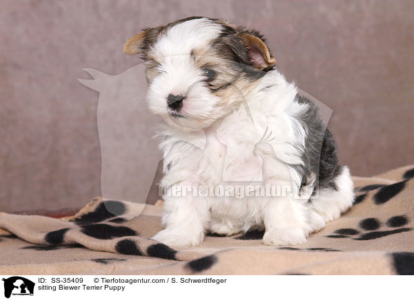 sitting Biewer Terrier Puppy / SS-35409