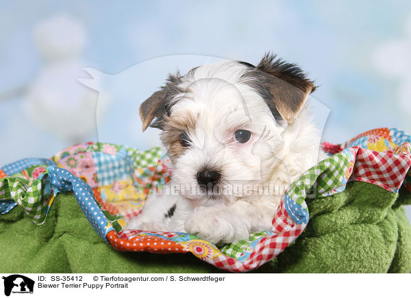Biewer Terrier Puppy Portrait / SS-35412