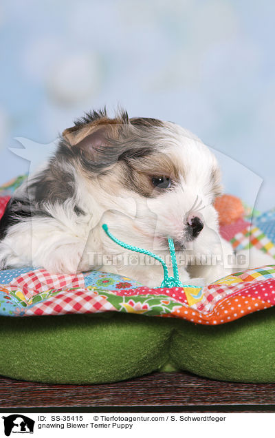 gnawing Biewer Terrier Puppy / SS-35415