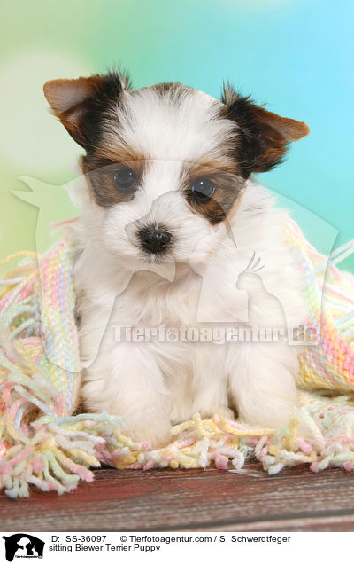 sitting Biewer Terrier Puppy / SS-36097