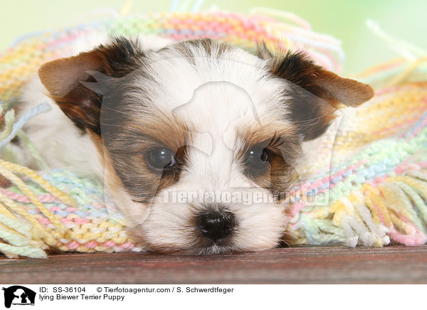 liegender Biewer Terrier Welpe / lying Biewer Terrier Puppy / SS-36104