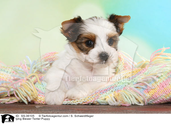 lying Biewer Terrier Puppy / SS-36105