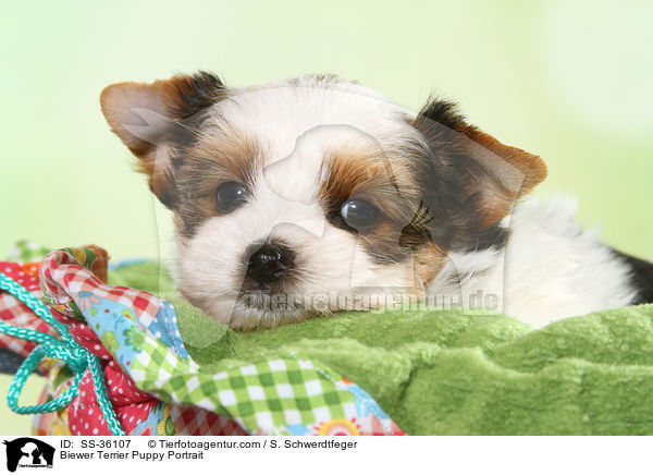 Biewer Terrier Puppy Portrait / SS-36107