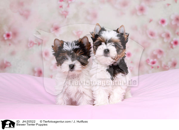 Biewer Terrier Puppies / JH-20522