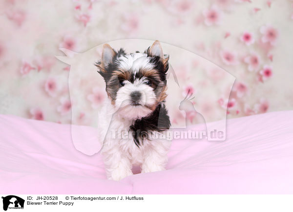 Biewer Terrier Puppy / JH-20528