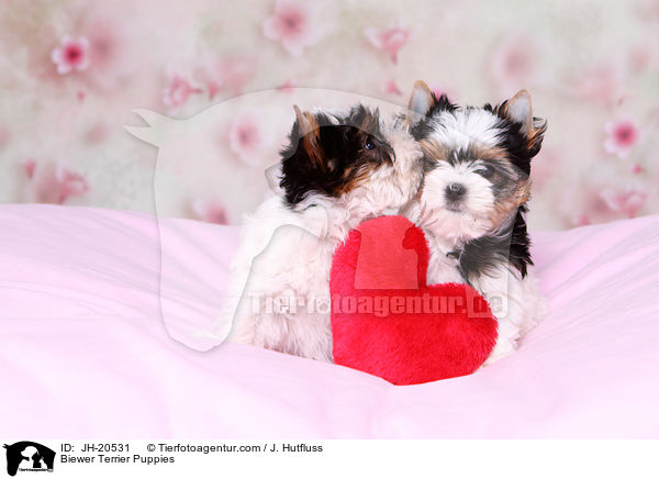 Biewer Terrier Welpen / Biewer Terrier Puppies / JH-20531