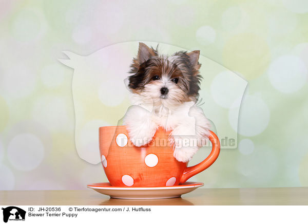 Biewer Terrier Puppy / JH-20536