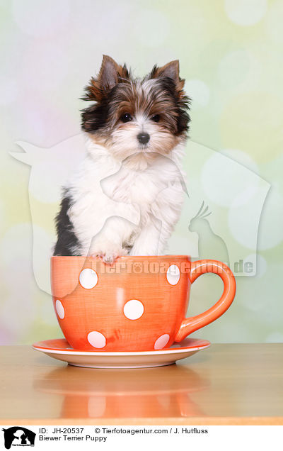 Biewer Terrier Welpe / Biewer Terrier Puppy / JH-20537