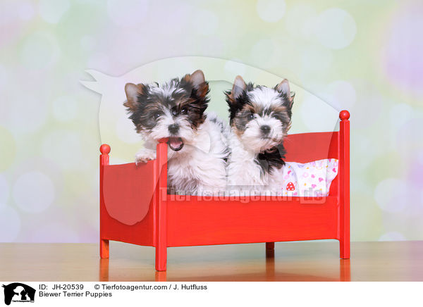 Biewer Terrier Welpen / Biewer Terrier Puppies / JH-20539