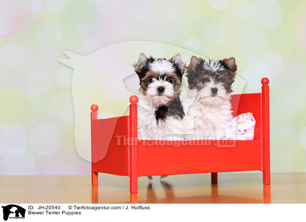 Biewer Terrier Puppies / JH-20540