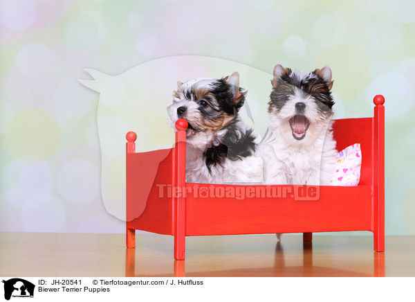 Biewer Terrier Welpen / Biewer Terrier Puppies / JH-20541