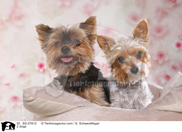 2 dogs / SS-37812