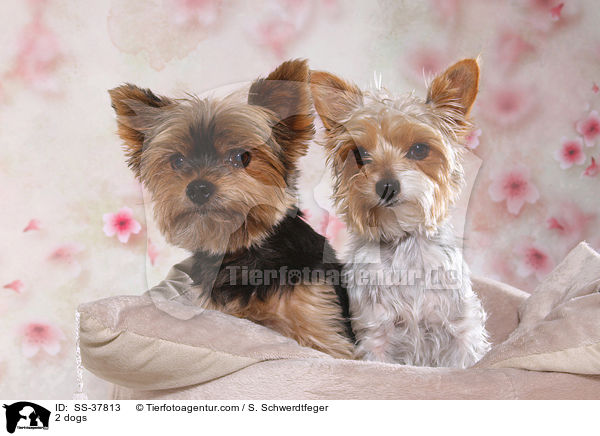 2 dogs / SS-37813