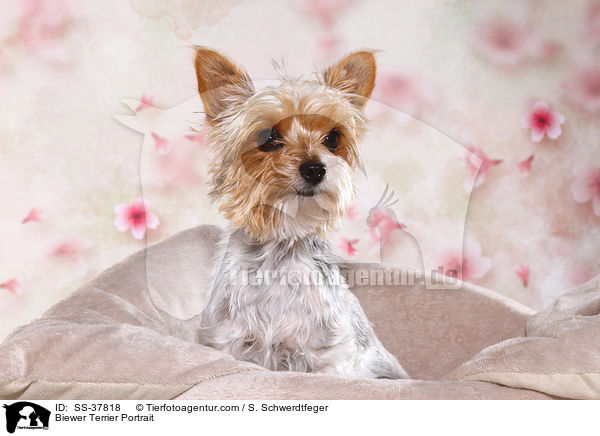 Biewer Terrier Portrait / SS-37818