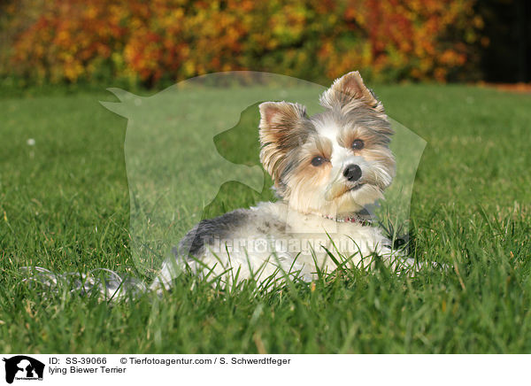 liegender Biewer Terrier / lying Biewer Terrier / SS-39066