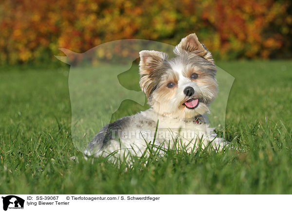 lying Biewer Terrier / SS-39067