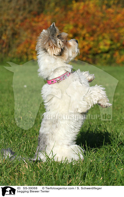 begging Biewer Terrier / SS-39068