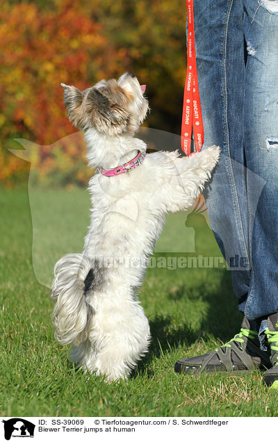 Biewer Terrier jumps at human / SS-39069