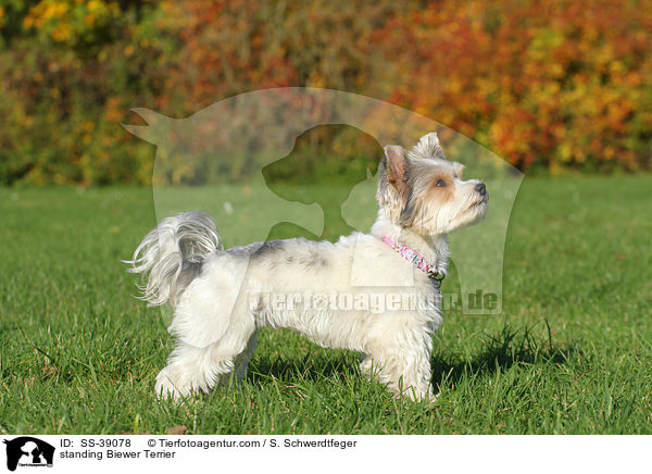 standing Biewer Terrier / SS-39078