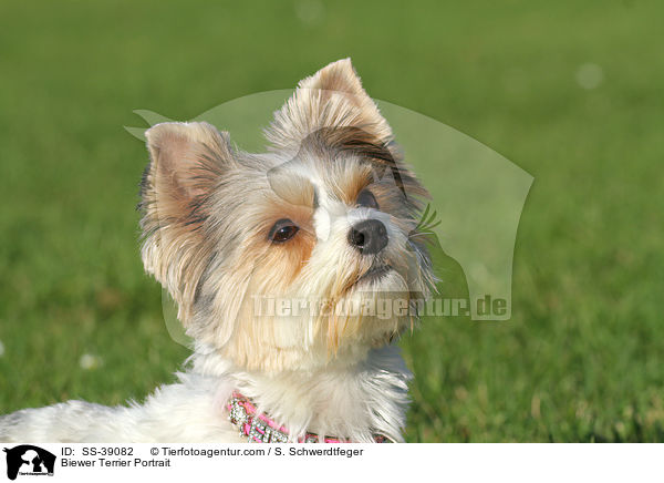 Biewer Terrier Portrait / SS-39082