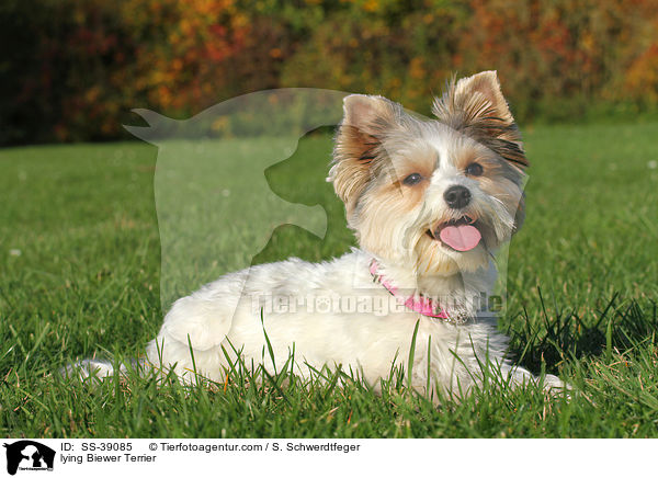 lying Biewer Terrier / SS-39085
