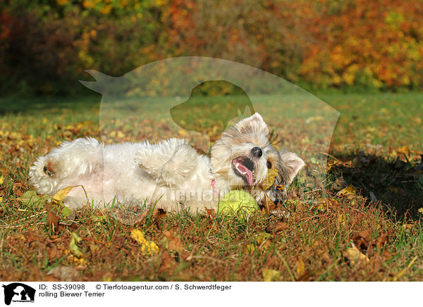 rolling Biewer Terrier / SS-39098
