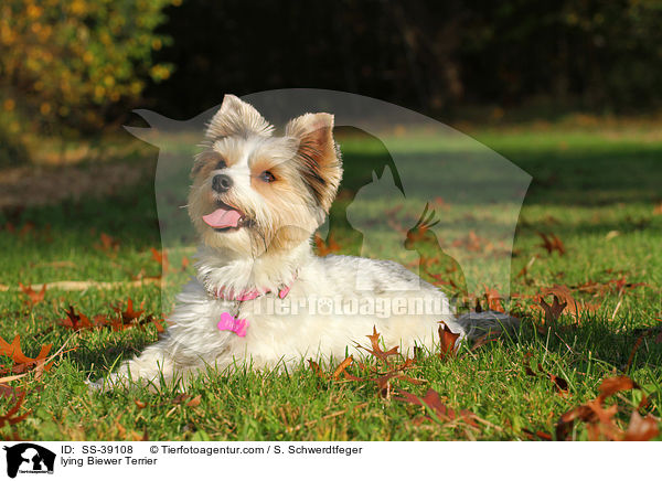 lying Biewer Terrier / SS-39108
